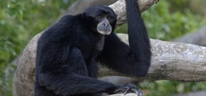 Приходи посмотреть: в киевском зоопарке появились новые жители