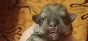 Выкинули на дорогу: три новорожденных щенка остались без дома