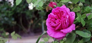 Полюбуйся: в ботсаду на Печерске начинает цвести розарий