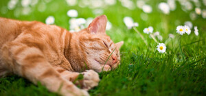 Будь в курсе: какая погода ждет киевлян на следующей неделе