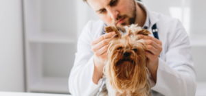 Не захотели лечить: хозяева бросили своего породистого пса