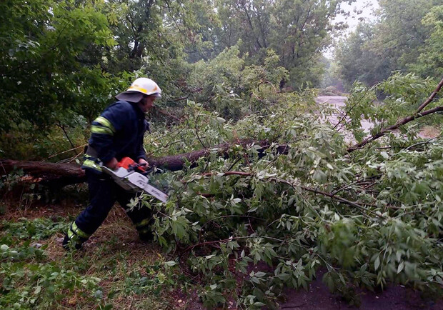 В Каменском упало дерево, пострадали 4 человека / фото: ГСЧС