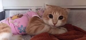 Какая жестокость: мужчина пытался пристрелить соседского кота