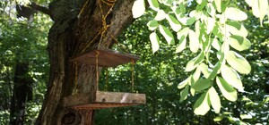 Отмечай деревья: в Одессе создали 