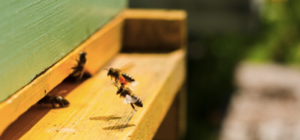 Опасное соседство: на стене многоэтажки поселился рой пчел