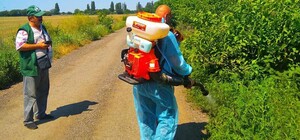 Как бороться с амброзией в Одессе: горячая линия и интерактивная карта 