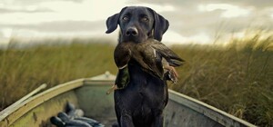 В Полтавской области ограничили охоту: с чем это связано