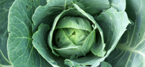 Хозяюшки: в троллейбусном депо выращивают огурцы и капусту 