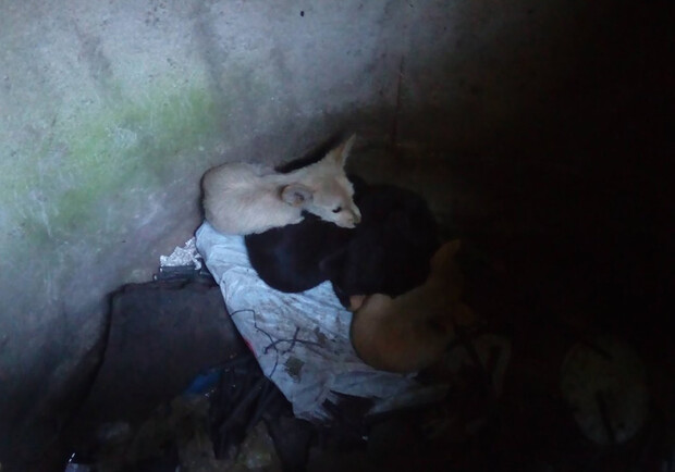 В Днепре спасли щенков. Фото: ГСЧС
