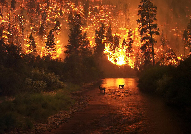 В Днепре сохраняется наивысший уровень пожарной опасности/ фото: wikipedia.org