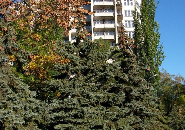 Днепродзержинские чиновники "озеленили" город на полтора миллиона.
Фото vgorode.ua