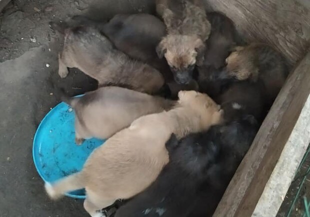 Под Днепром выкинули 10 щенков/ фото: фб Ирина Сытенко