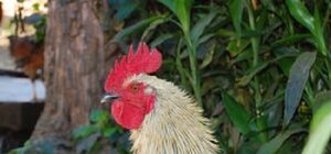 В Крыму помимо собачьих, проводят еще и петушиные бои