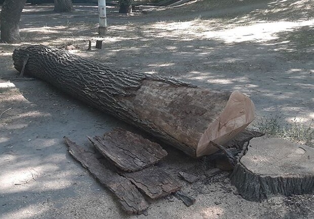 В парке Глобы срубили деревья / фото: Департамент парков и рекреации