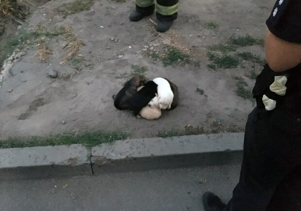 В Днепре спасли маленьких щенят, упавших в яму / фото: ГСЧС в Днепропетровской области
