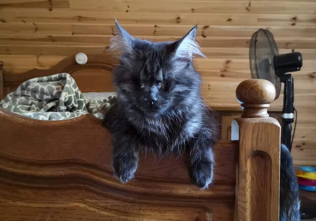 Покалеченного котика из Днепра забрали в Польшу - фото fb приюта "Друг"