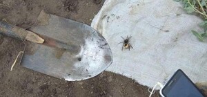 Отдых в палатке под угрозой: в Одесской области заметили ядовитых пауков 