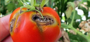 Под Одессой южноамериканская моль уничтожает помидоры: объявлен карантин 