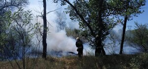 Тушили лопатами: на выходных горел Фрунзенский лес