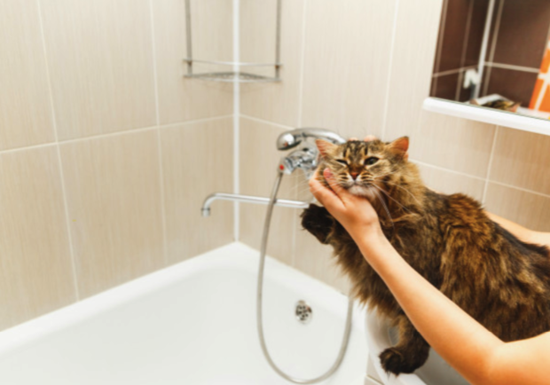 Искупай кота заранее: кому в Днепре отключат воду (адреса) - фото freepik.com