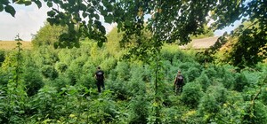 Вирощував на городі: на Львівщині виявили плантацію коноплі