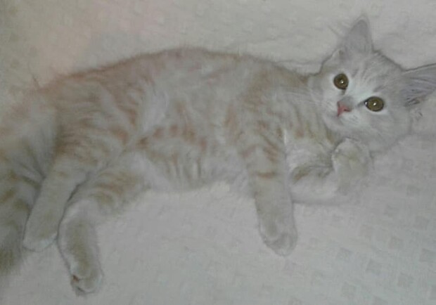 Котенок по имени Афина - фото fb Виктории Валентиновны