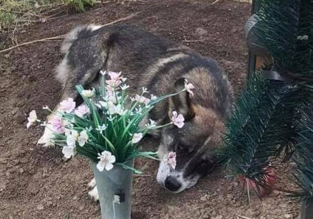 Собака три года жила на могиле хозяина / фото: fb Наталья Доля
