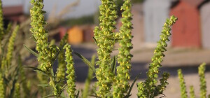 Аллергикам лучше не ехать: в нескольких поселках под Одессой ввели карантин из-за амброзии