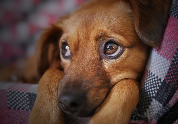В Днепре начали массово травить домашних собак / фото: pixabay.com
