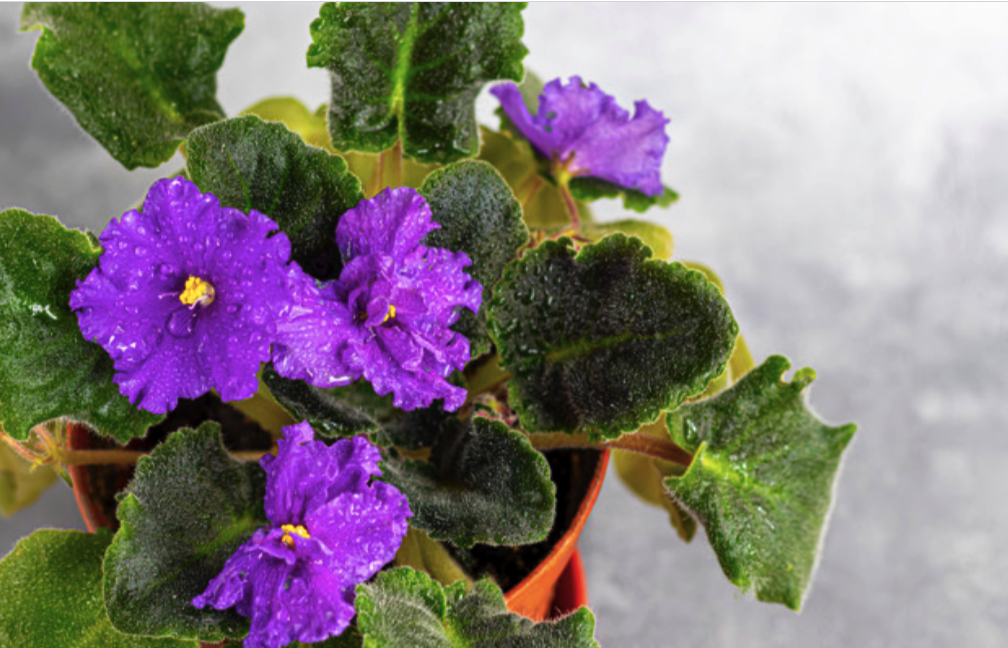 Выставка фиалок в Днепре