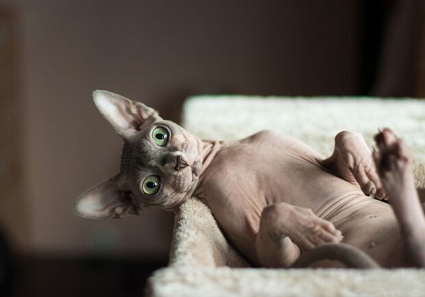 В Днепре собираются усыпить элитную кошку / фото: petstory