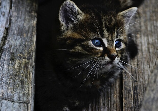 В Днепре массово убивают котят / фото: pixabay.com