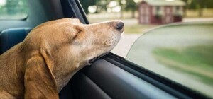 Новый дудл от Google: история фигурки таксы с качающейся головой