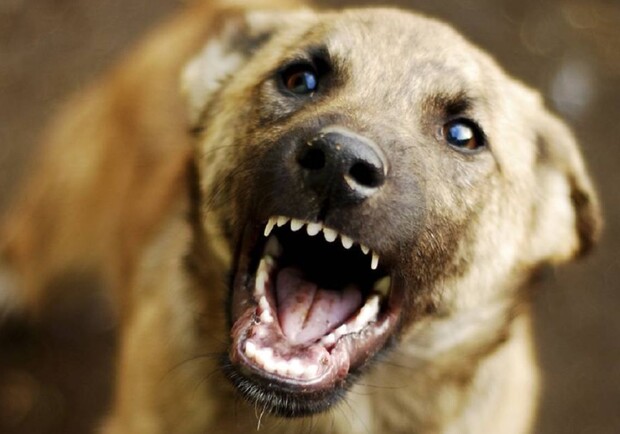В Днепре на девушку посреди ночи напало 10 бездомных собак - фото: golos.ua