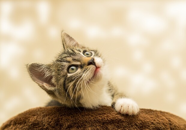 В Днепре ищут живодера, который убивает котов / фото: pixabay.com