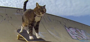 Давно пора: в Запорожье планируют построить скейт-парк