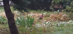 Бедняга: на Сичеславской Набережной бродит испуганный фазан  