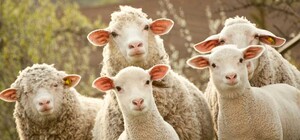 Прут стадом: возле зоопарка сегодня массово запарковались автохамы