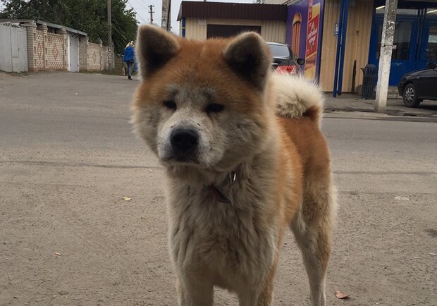 В Днепре собака продолжает искать вою умершую хозяйку / фото: fb База потерянных и найденных домашних животных 