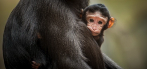 Ути-пути: в Бердянском зоопарке родилась обезьянка (видео)
