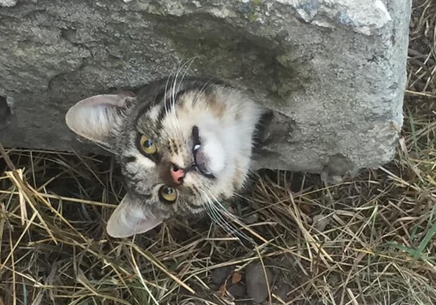 В Авангарде из бетонной плиты достали кота: он застрял в ловушке. Фото: Яна Валентинова