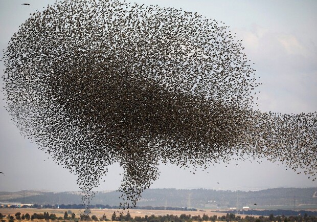 Под Мелитополем запечатлели "торнадо" из птиц. Фото: REUTERS