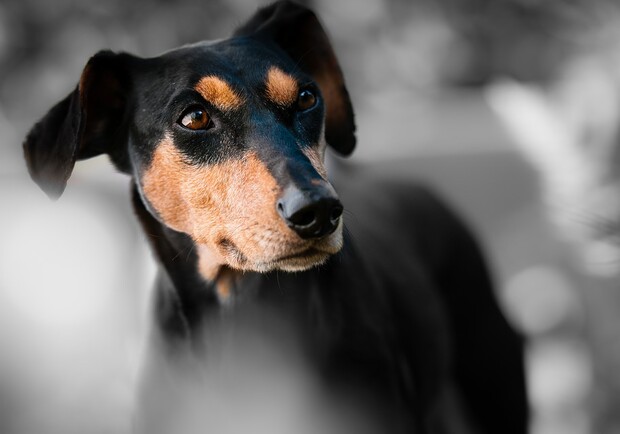 В Днепре спасают собаку, которую облили кипятком / фото: pixabay.com
