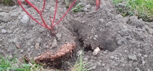 Зиму не переживут: как на Набережной Победы высаживают кусты (фото)