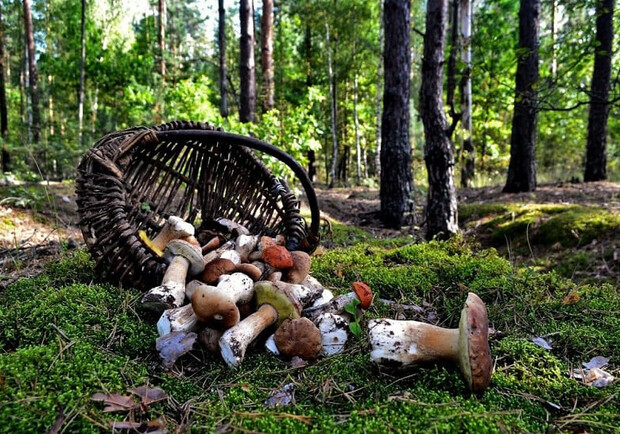 В Одесской области отравились грибами еще 7 человек: среди них есть дети. Фото: pinterest