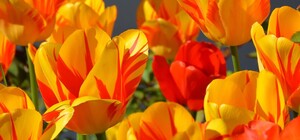 Прямиком из Амстердама: в центре Киева посадили 100 000 тюльпанов