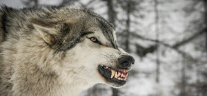 Популярний гірськолижний курорт на Франківщині атакували голодні вовки: відео