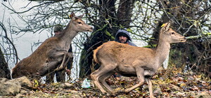 Новая жизнь: в Одесской области выпустили оленей и ланей