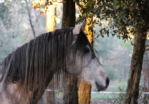 В Днепре спасают покалеченную лошадь / фото: pixabay