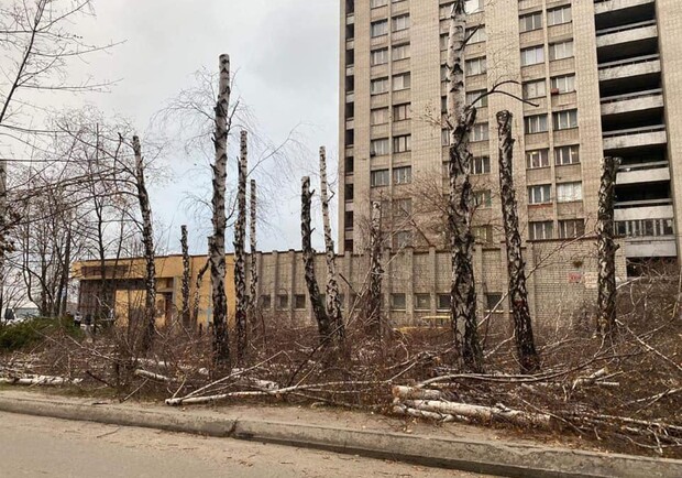 Мэр прокомментировал уничтожение берез на Набережной / фото: fb Borys Filatov
